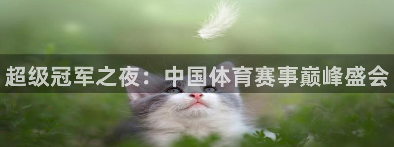 蜘蛛篮球