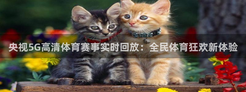 蜘蛛体育直播免费高清在线观看
