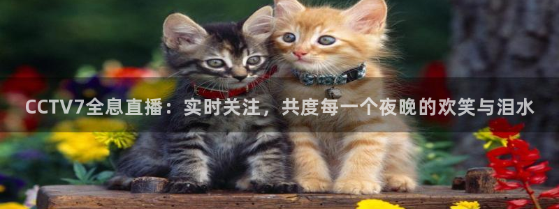 蜘蛛直播体育足球