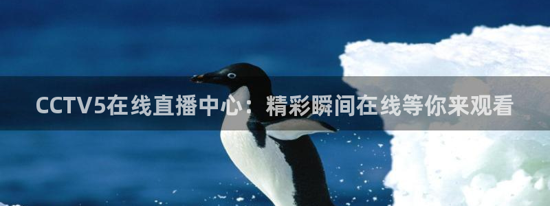 蜘蛛篮球：CCTV5在线直播中心：精彩瞬间在线等你来观看