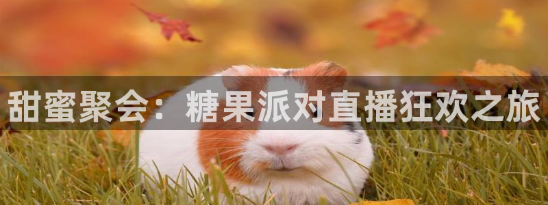 nba直播蜘蛛直播：甜蜜聚会：糖果派对直播狂欢之旅